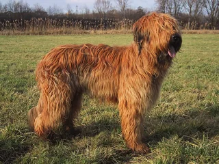 Fawn Briard standing in grass with a long shaggy coat
