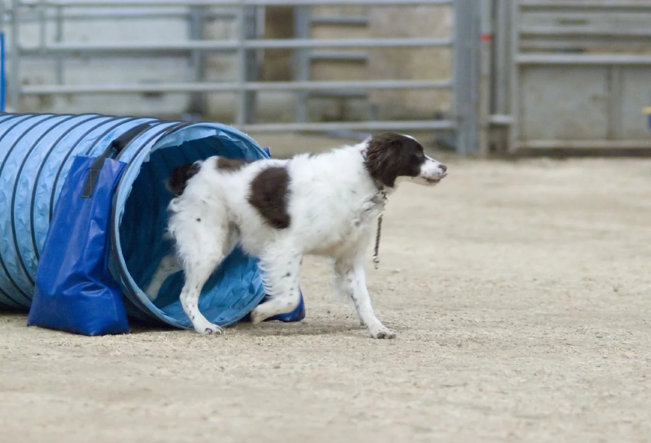 Liver and white Brittany standing beside an agility tunnel