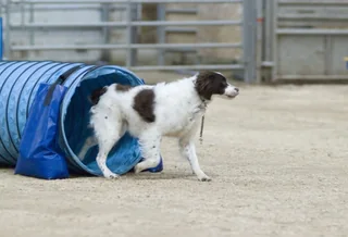 Liver and white Brittany standing beside an agility tunnel