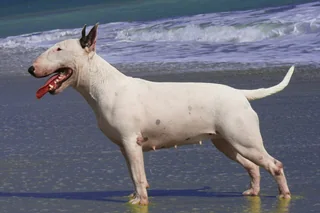 White Bull Terrier standing on a beach