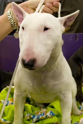 White Miniature Bull Terrier looking forward at a show