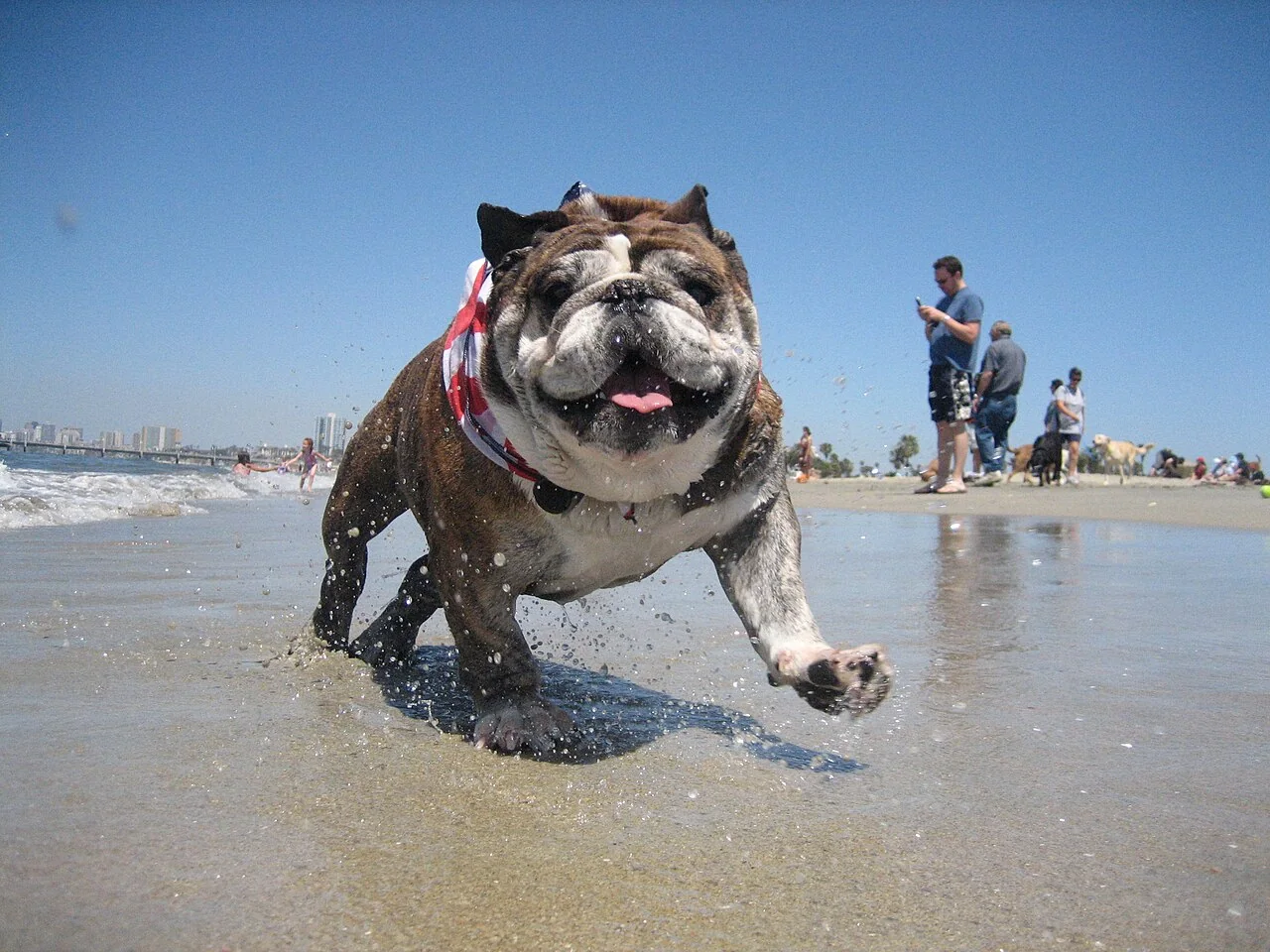 Bulldog running through shallow water on a beach
