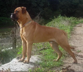 Fawn Bullmastiff standing in profile on a rock