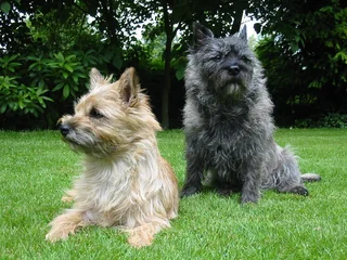 Two Cairn Terriers sitting in a garden with rough coats