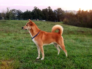 Adult red Canaan Dog standing in a field with a curled tail