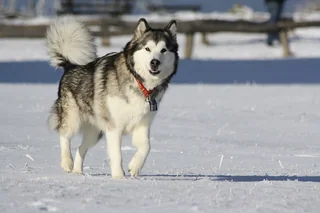 Alaskan Malamute standing in snow with a thick gray and white coat