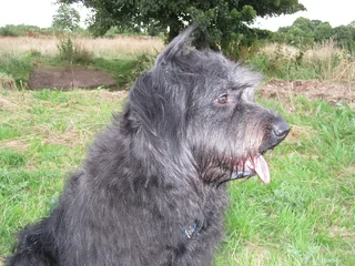 Gray Catalan Sheepdog in side profile with a shaggy beard