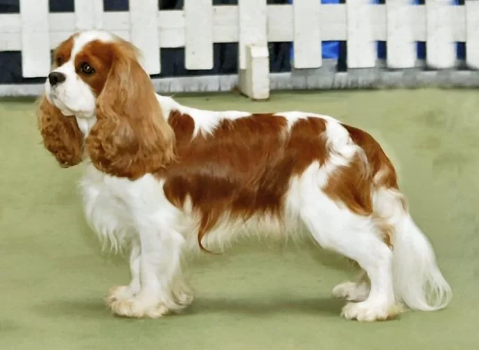 Chestnut and white Cavalier King Charles Spaniel standing in profile