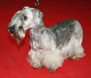 Gray Cesky Terrier standing at a dog show with long facial hair