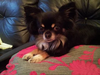 Long-coated Chihuahua resting on a patterned cushion
