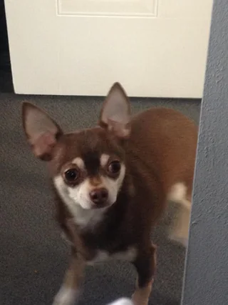 Short-coated brown and tan Chihuahua sitting indoors