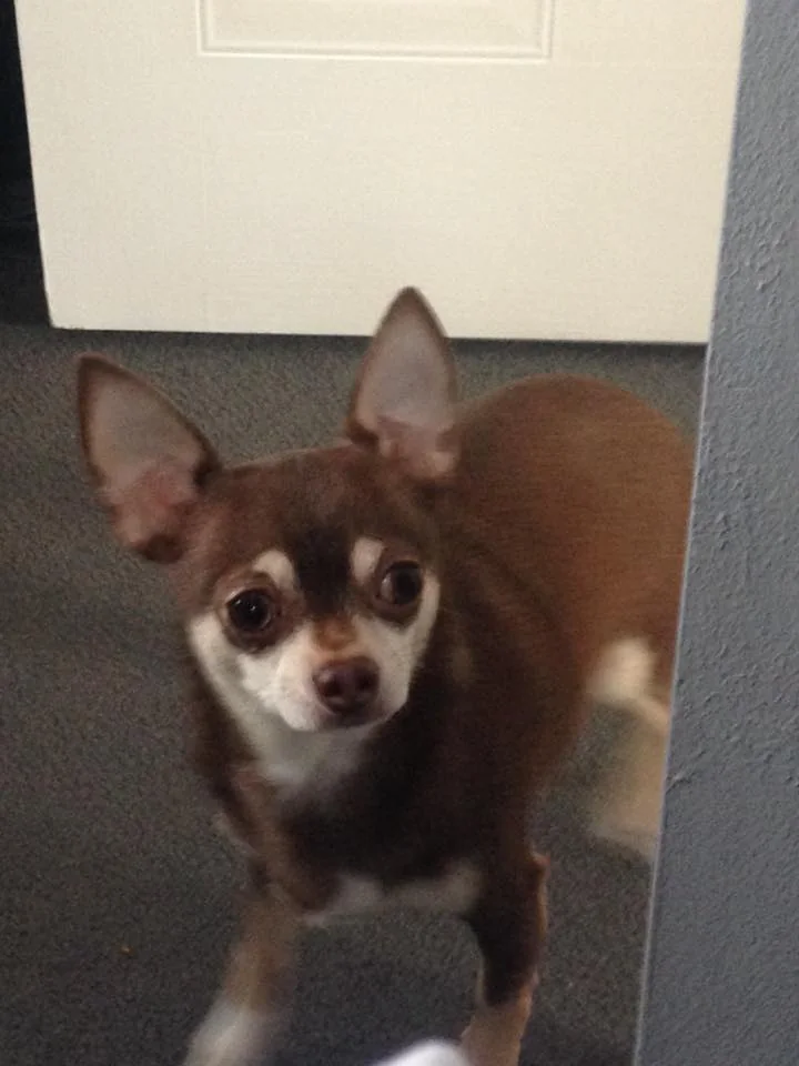 Short-coated brown and tan Chihuahua sitting indoors