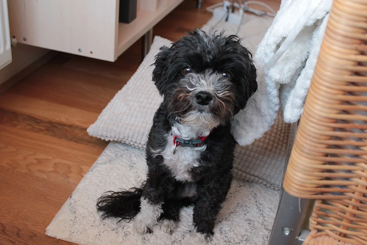 Powderpuff Chinese Crested sitting indoors with a full soft coat