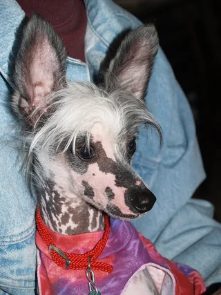 Hairless Chinese Crested with spotted skin and a white crest