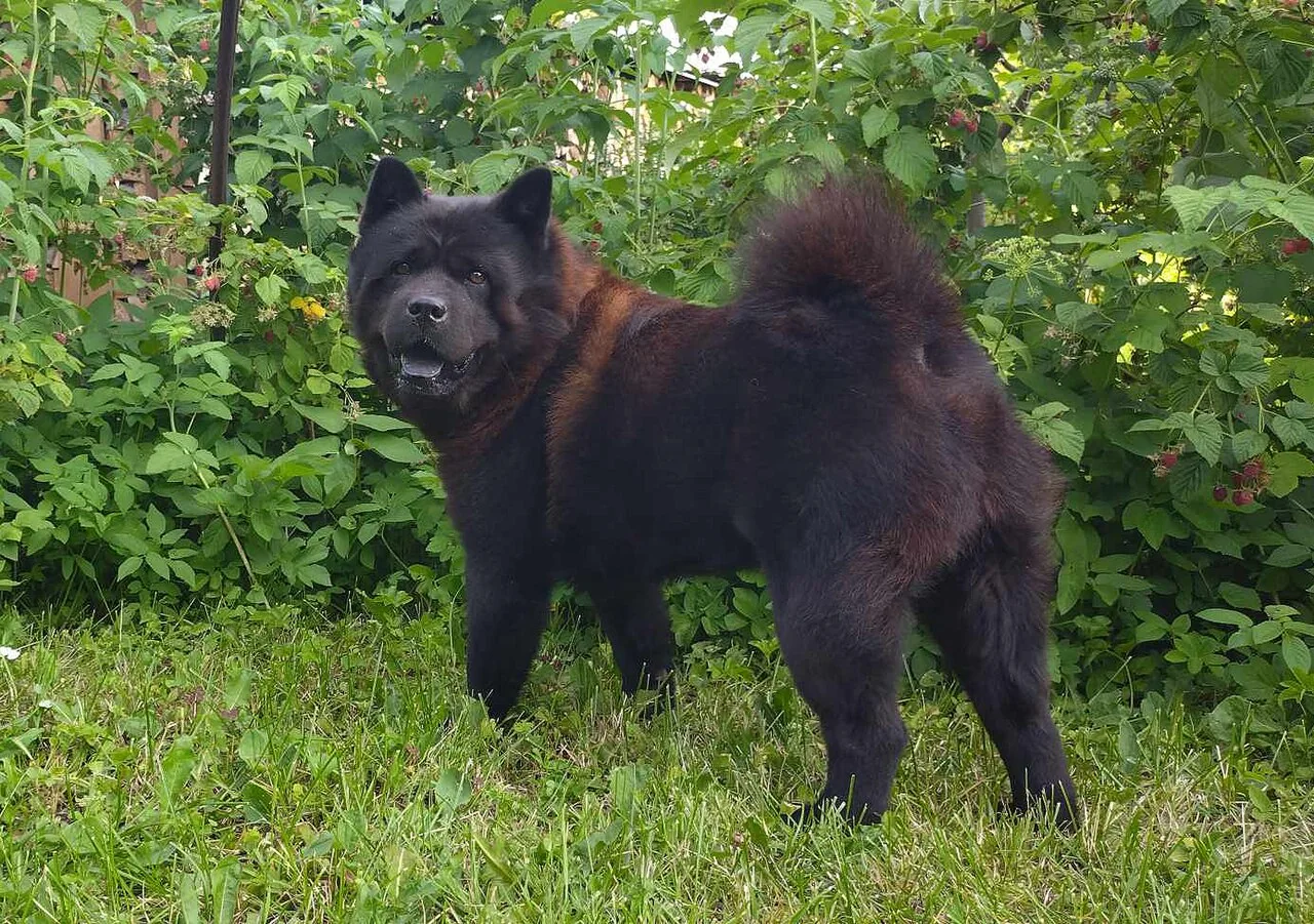 Smooth-coated black Chow Chow standing in a garden
