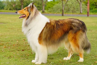 Sable and white Rough Collie standing on grass with a long coat