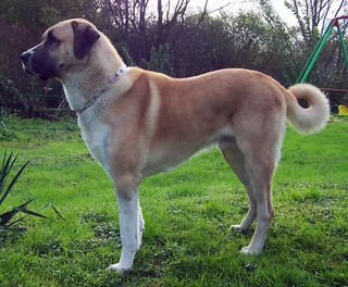 Fawn Anatolian Shepherd standing in a garden with a black mask