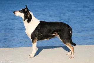 Tricolor Smooth Collie standing beside blue water