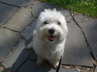 White Coton de Tulear looking upward on a garden path