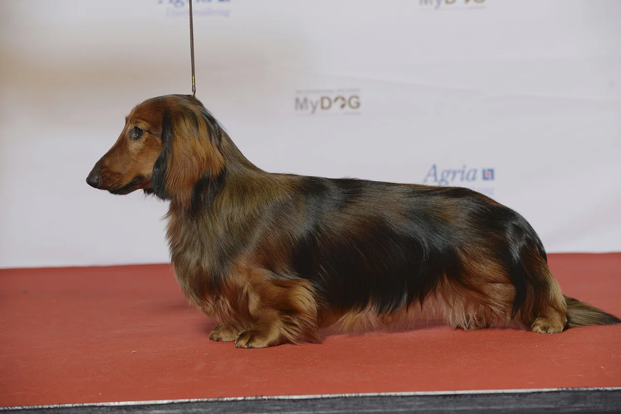 Standard long-haired Dachshund Örnbergets Tally-Ho standing on a show table