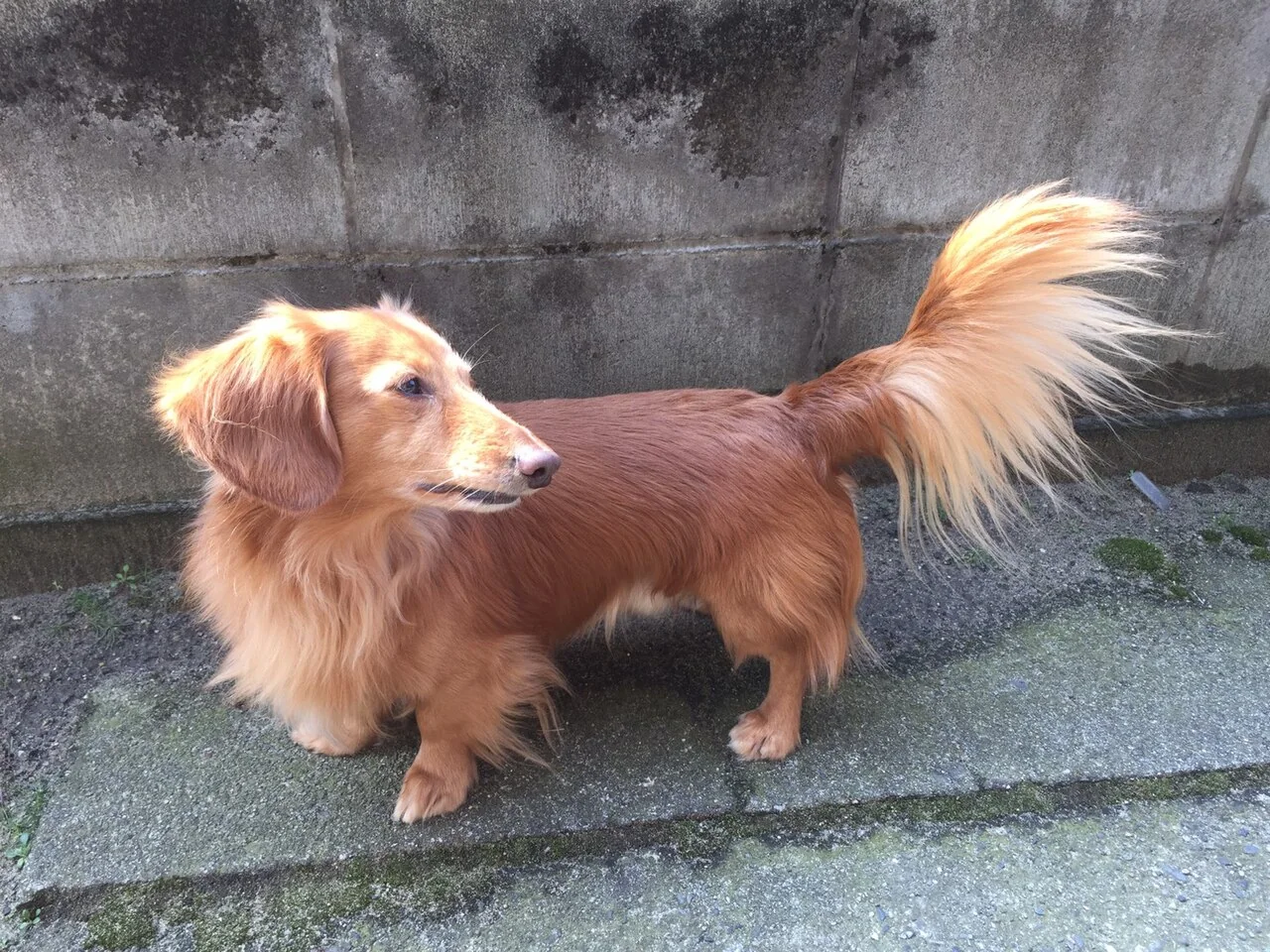 Golden long-coated Miniature Dachshund standing with a feathered tail