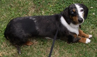 Dapple smooth-haired Miniature Dachshund resting on grass