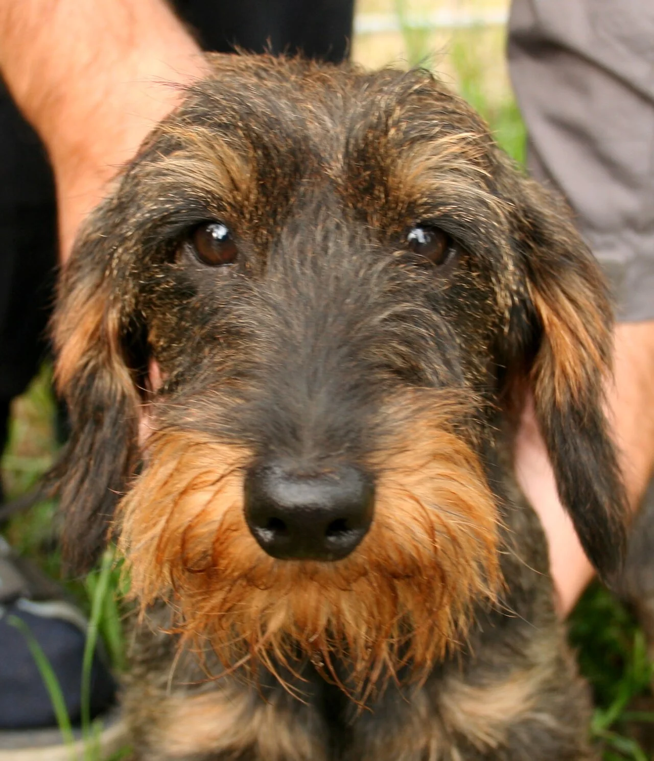 Miniature Wire-haired Dachshund with a rough beard looking forward
