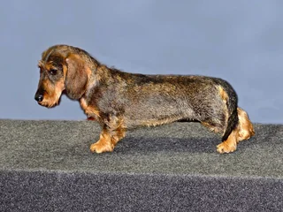 Wire-haired Standard Dachshund standing in profile