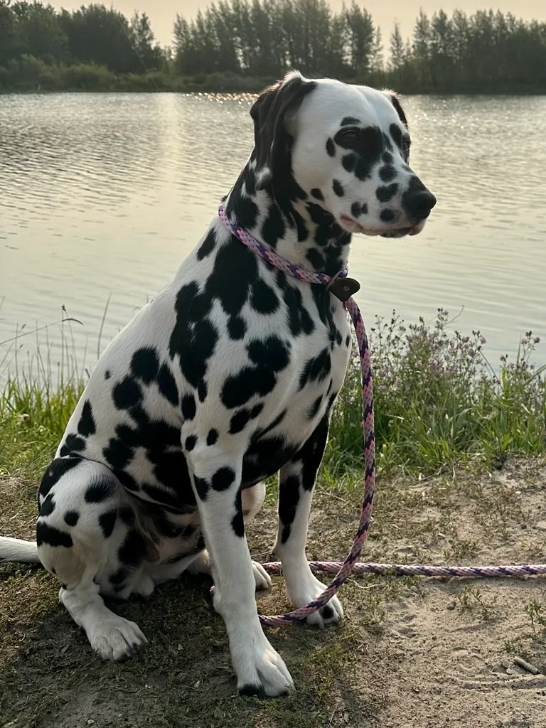 Spotted Dalmatian sitting beside a lake
