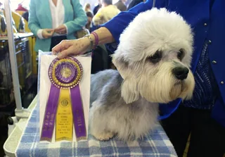 Dandie Dinmont Terrier with a large soft topknot at a dog show