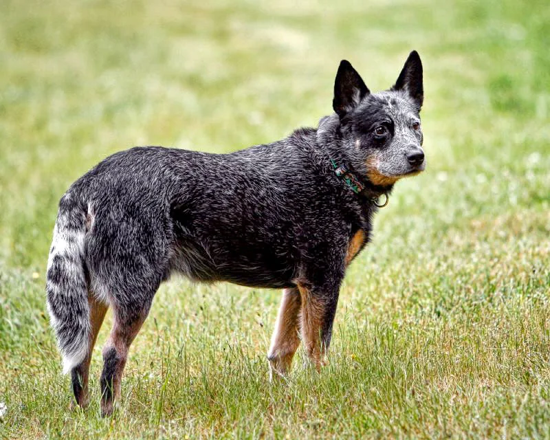 Blue Australian Cattle Dog standing on grass