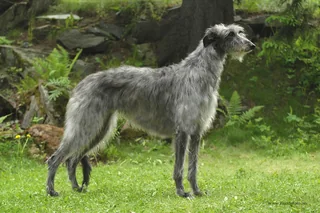 Scottish Deerhound standing on grass with a rough gray coat