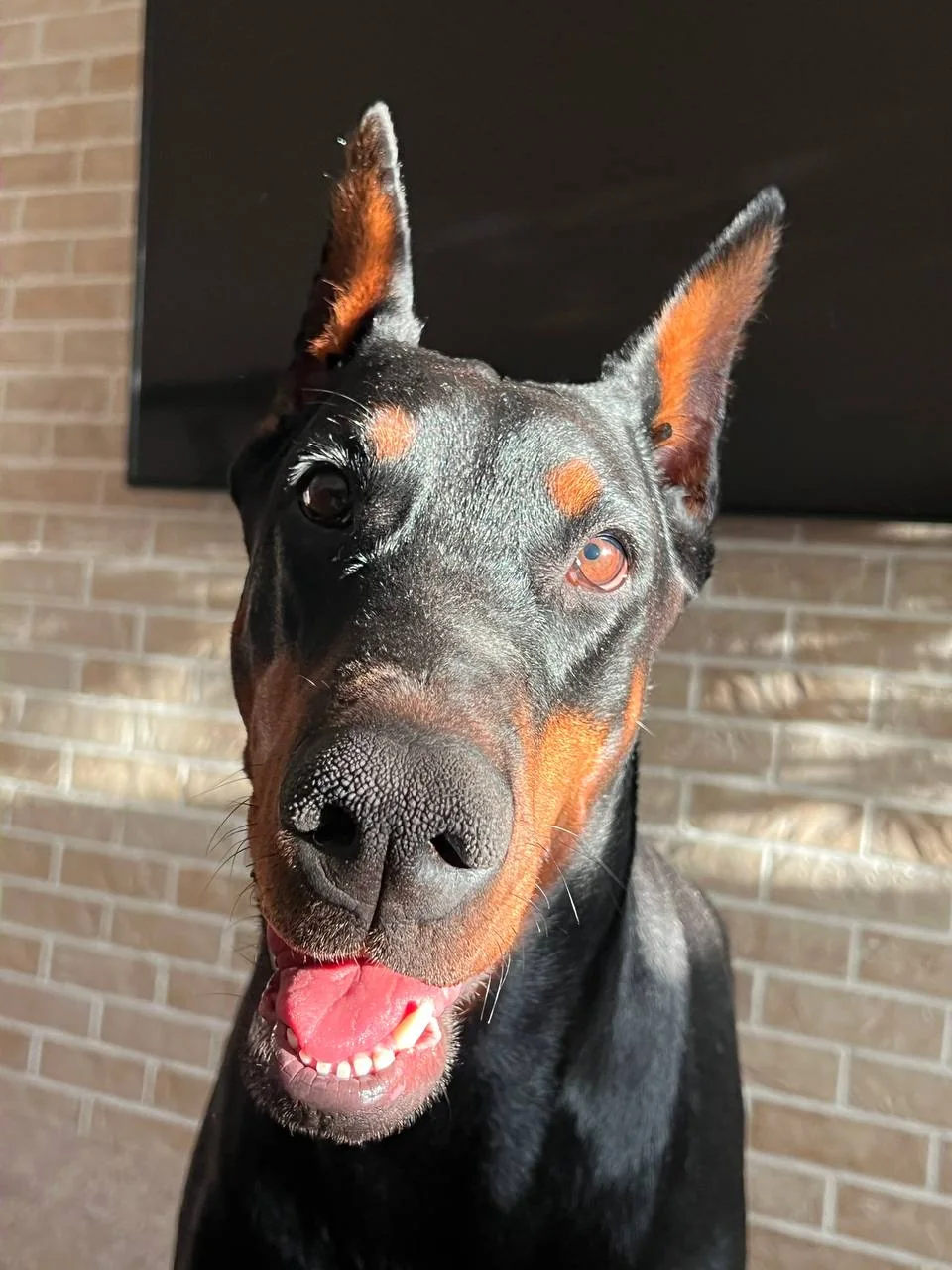 Black and tan Dobermann looking forward with upright ears