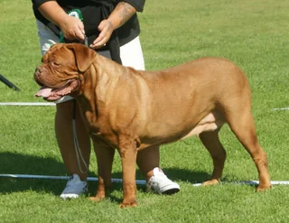 Female Dogue de Bordeaux standing in profile at a dog show