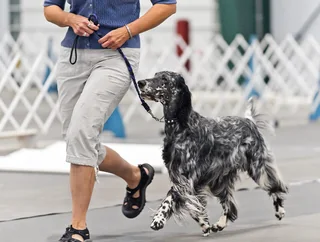 English Setter walking at a dog show with a feathered black and white coat