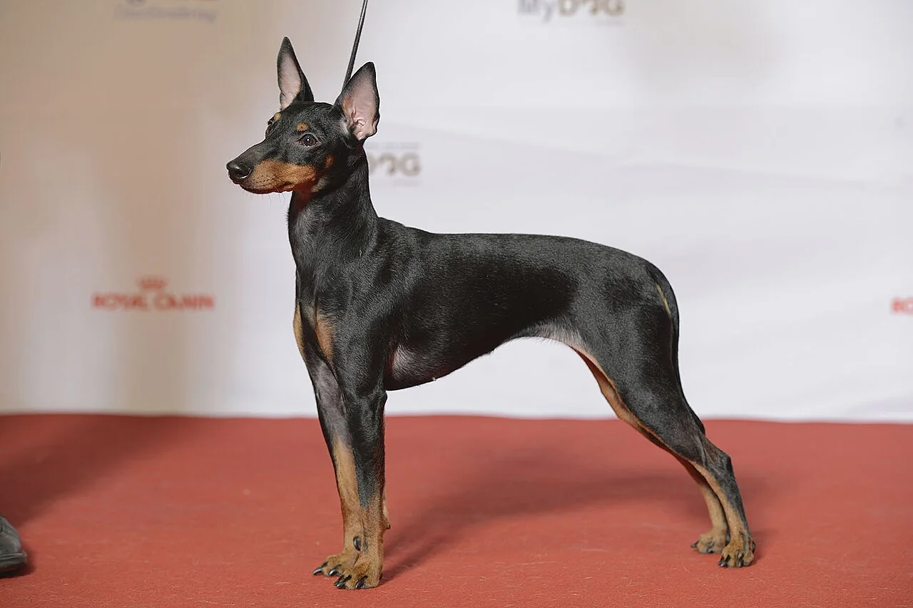 Black and tan English Toy Terrier standing with large upright ears