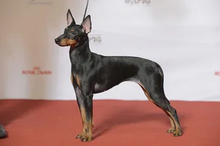 Black and tan English Toy Terrier standing with large upright ears