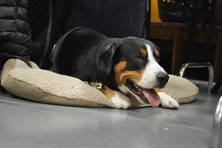 Entlebucher Mountain Dog resting with a tricolor head and short coat