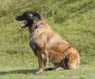 Estrela Mountain Dog sitting on grass with a thick fawn coat and dark muzzle