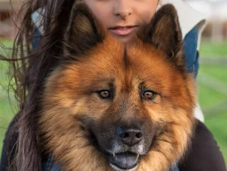 Adult male Eurasier with a thick red coat and dark face