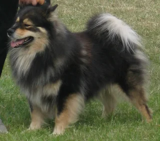 Finnish Lapphund standing on grass with a thick black and tan coat