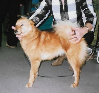 Finnish Spitz standing in profile at a dog show with a curled tail