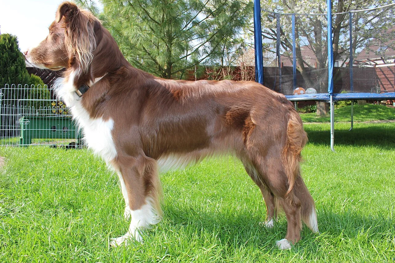 Australian Shepherd Fina standing on grass with a red and white coat