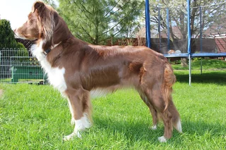 Australian Shepherd Fina standing on grass with a red and white coat