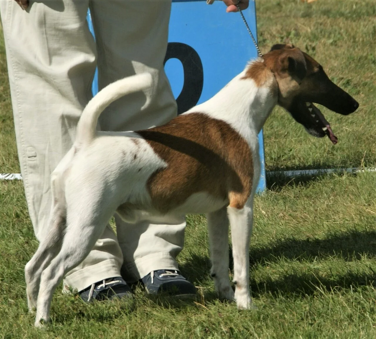 Male Smooth Fox Terrier standing in profile at an outdoor show