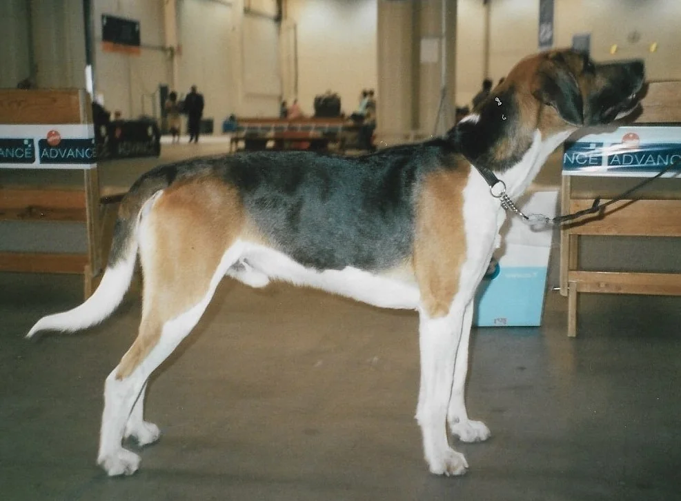 Male English Foxhound standing in profile at a dog show