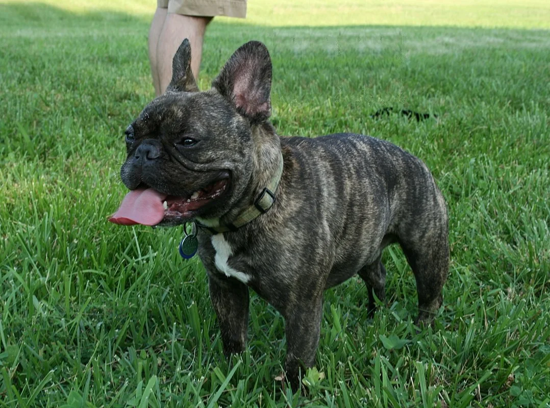 Brindle French Bulldog standing in grass with upright bat-shaped ears