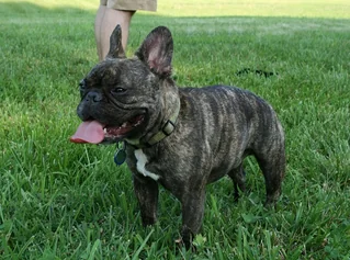 Brindle French Bulldog standing in grass with upright bat-shaped ears
