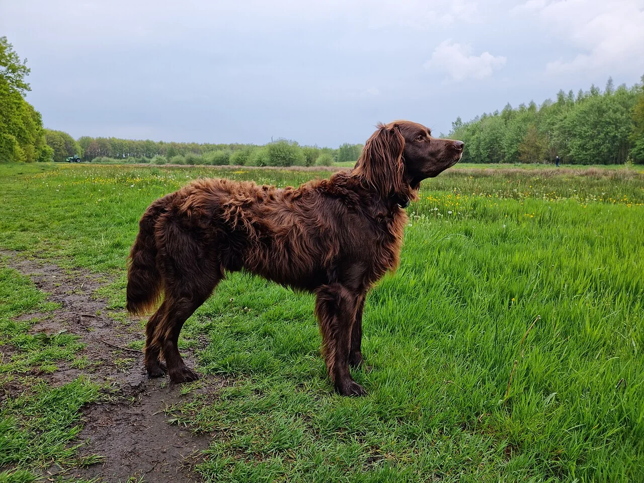German Longhaired Pointer standing in a meadow