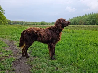 German Longhaired Pointer standing in a meadow